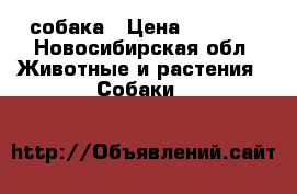 собака › Цена ­ 5 000 - Новосибирская обл. Животные и растения » Собаки   